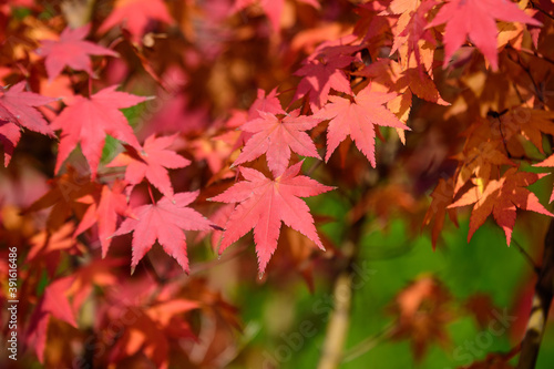 Many orange and red leaves of maple tree colored during the cold autumn days in a botanical garden, beautiful outdoor background photographed with soft focus.