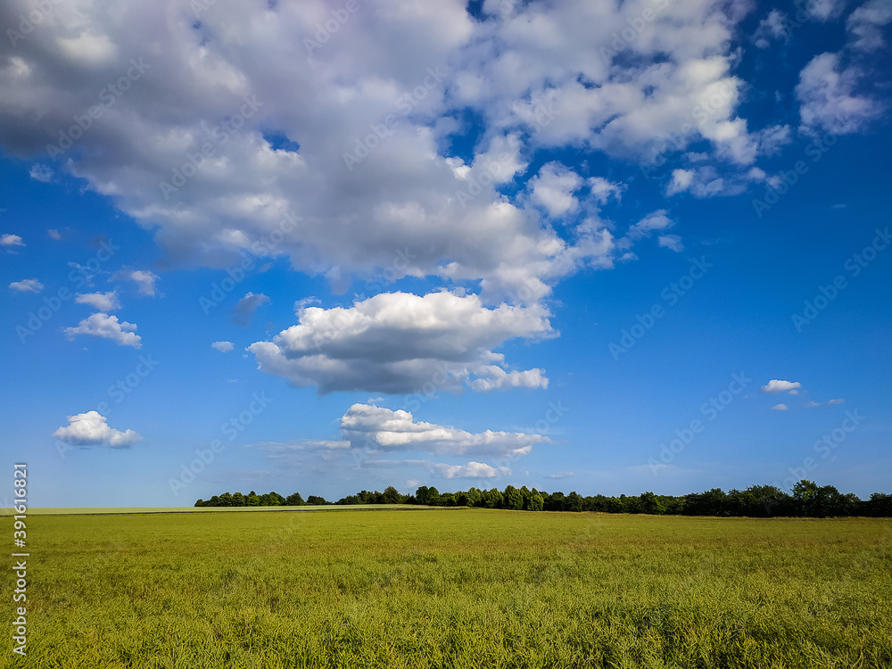 Fototapeta premium Gerstefeld im Juni.
