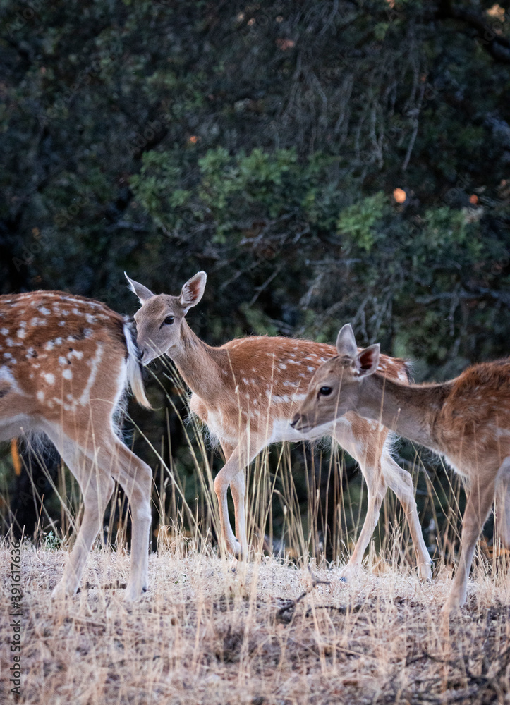 GRUPO DE GAMAS EN BOSQUE DE ESPAÑA GRUPO DE GAMAS EN BOSQUE DE ESPAÑA
