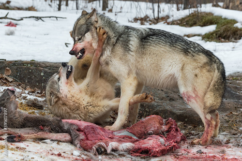 Foto Grey Wolf (Canis lupus) Snarl at Each Other Over Bloody Deer Carcass Winter
