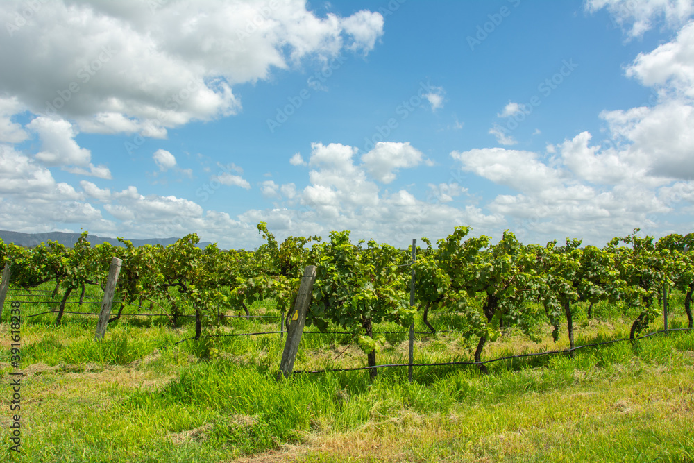 Vineyard at the Hunter Valley, is a region of New South Wales, Australia, with cotton-like clouds and blue skies