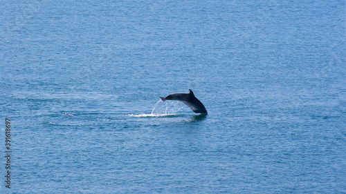 Dolphin jumping in blue water