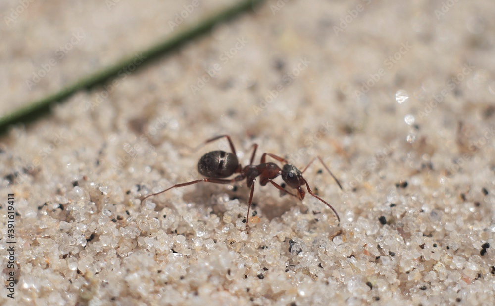 Ant in the sand (small but so strong)