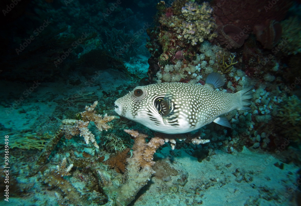 White-spotted puffer in Red Sea near St. Johns, Egypt, underwater photograph White-spotted puffer in Red Sea near St. Johns, Egypt, underwater photograph