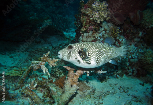 White-spotted puffer in Red Sea near St. Johns, Egypt, underwater photograph 