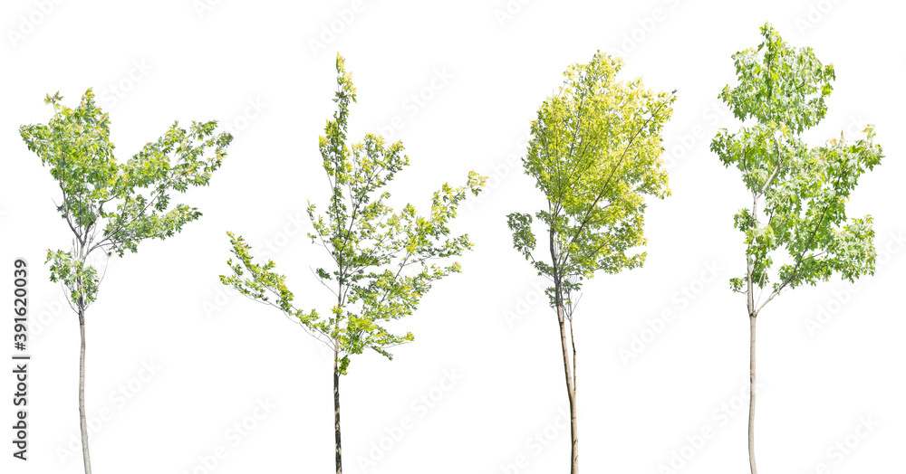 four young green maples isolated on white four young green maples isolated on white
