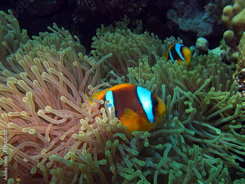 Red Sea Anemonefish, Fury Shoal, Red Sea Egypt, underwater photograph 