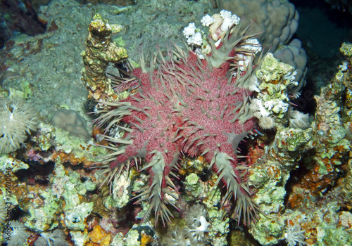 Crown-of-thorns starfish near Fury Shoal, Red Sea, Egypt, underwater photograph 