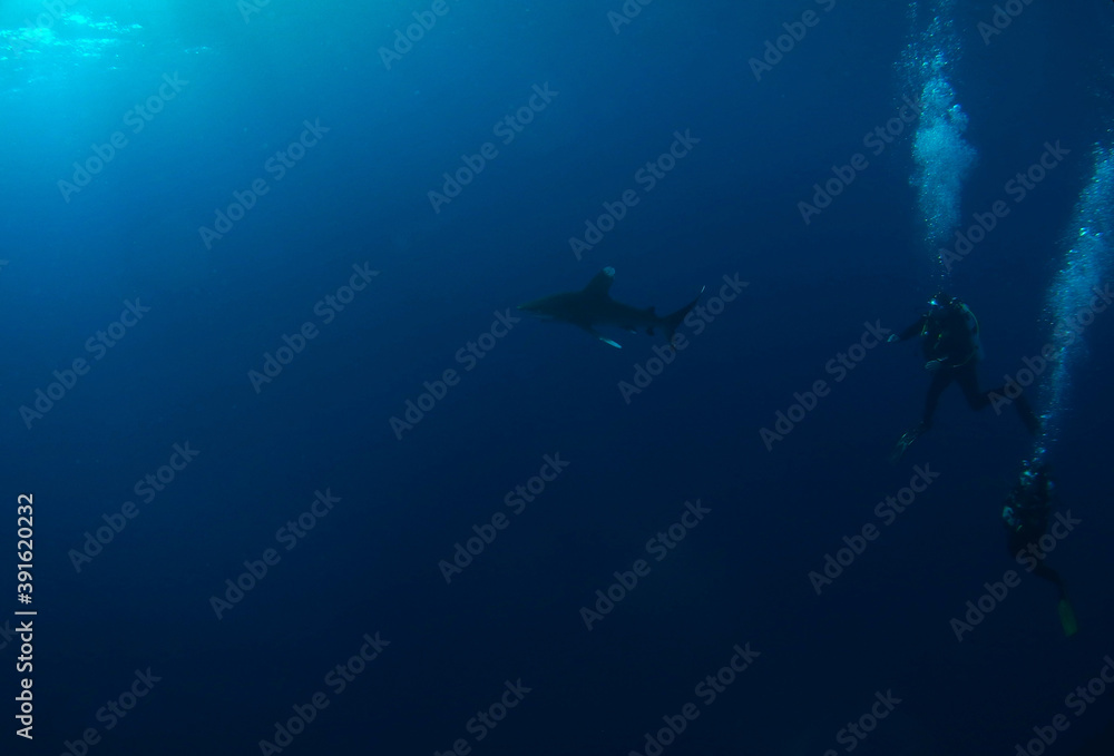 Oceanic whitetip shark near Elphinstone Reef, Red Sea, Egypt, underwater photograph Oceanic whitetip shark near Elphinstone Reef, Red Sea, Egypt, underwater photograph