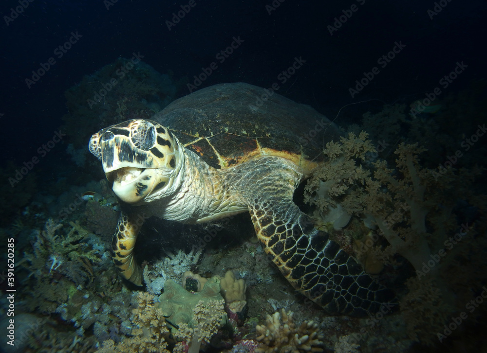 Fototapeta premium Hawksbill turtle in Red Sea, Egypt, underwater photograph