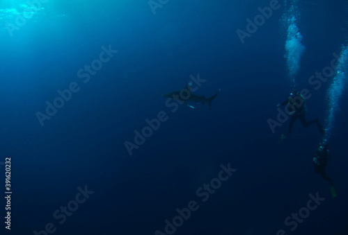 Oceanic whitetip shark near Elphinstone Reef, Red Sea, Egypt, underwater photograph