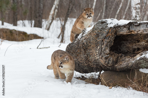 Female Cougars (Puma concolor) In Front of and On Log Winter