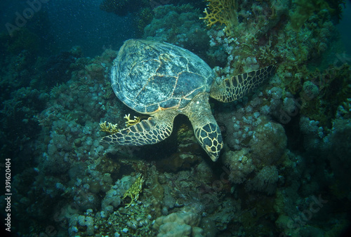 Hawksbill turtle in Red Sea, Egypt, underwater photograph