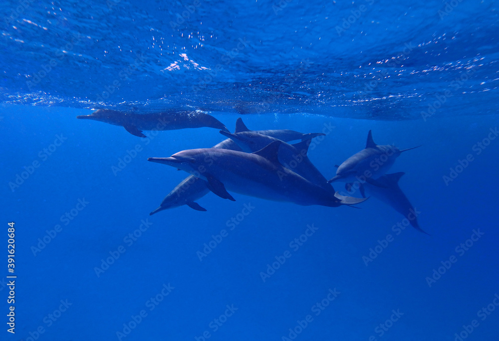Obraz premium Spinner dolphins in Red Sea near Marsa Alam, Egypt