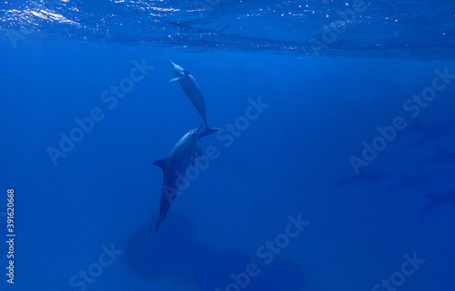 Spinner dolphins in Red Sea near Marsa Alam, Egypt © bayazed