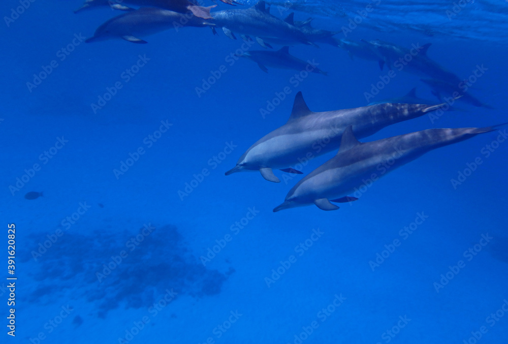 Spinner dolphins in Red Sea near Marsa Alam, Egypt