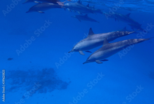 Spinner dolphins in Red Sea near Marsa Alam  Egypt