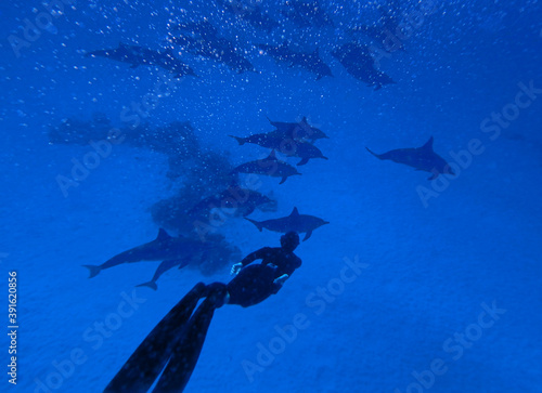 Freediver with dolphins near Marsa Alam  Red Sea  Egypt  underwater photograph