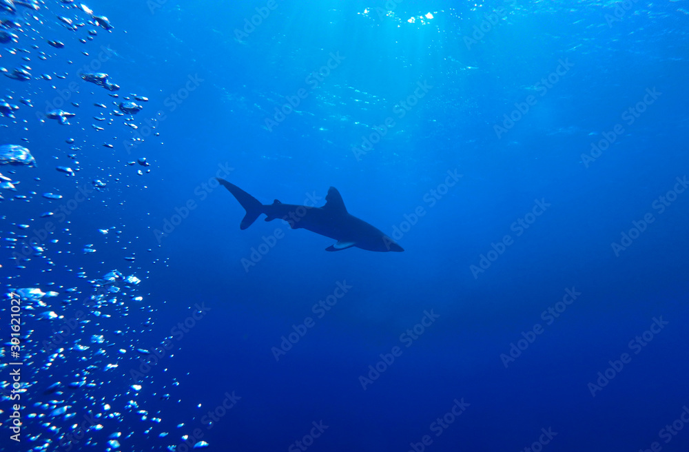 Oceanic whitetip shark near Elphinstone Reef, Red Sea, Egypt, underwater photograph