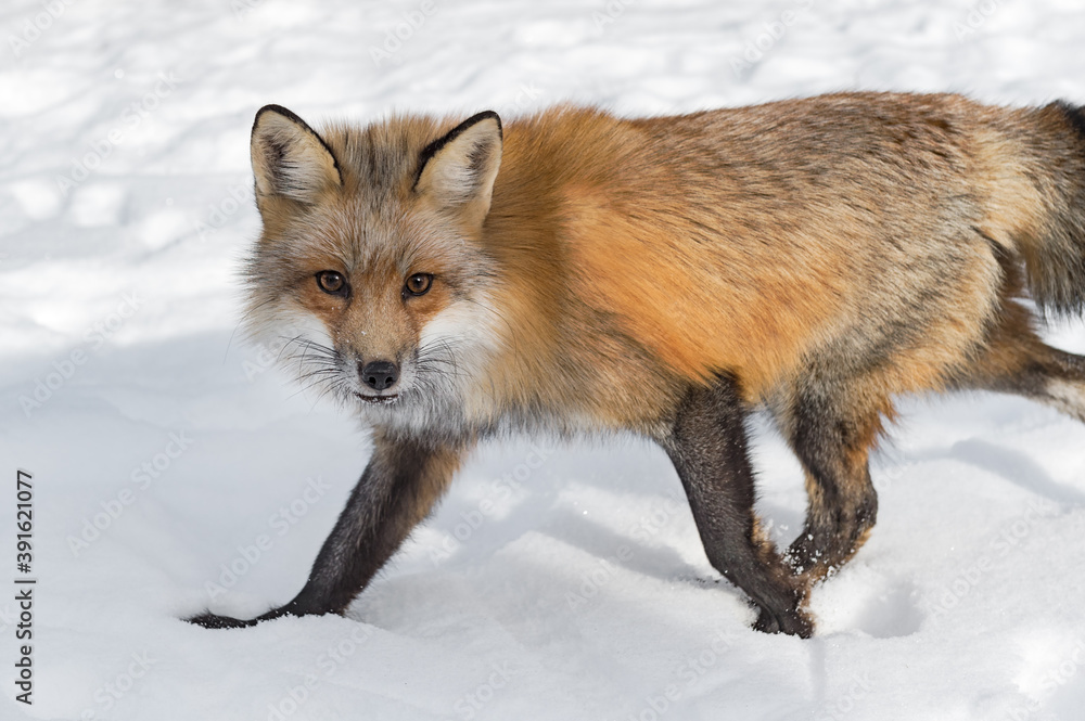 Red Fox (Vulpes vulpes) Steps Left Through Snow Winter Red Fox (Vulpes vulpes) Steps Left Through Snow Winter