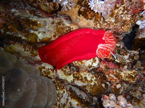 Spanish dancer, Hexabranchus sanguineus, Fury Shoal, Red Sea, Egypt, underwater photograph  photo