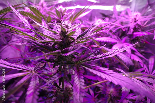 Cannabis buds and fan leaves growing indoors under an led light, hobby grow