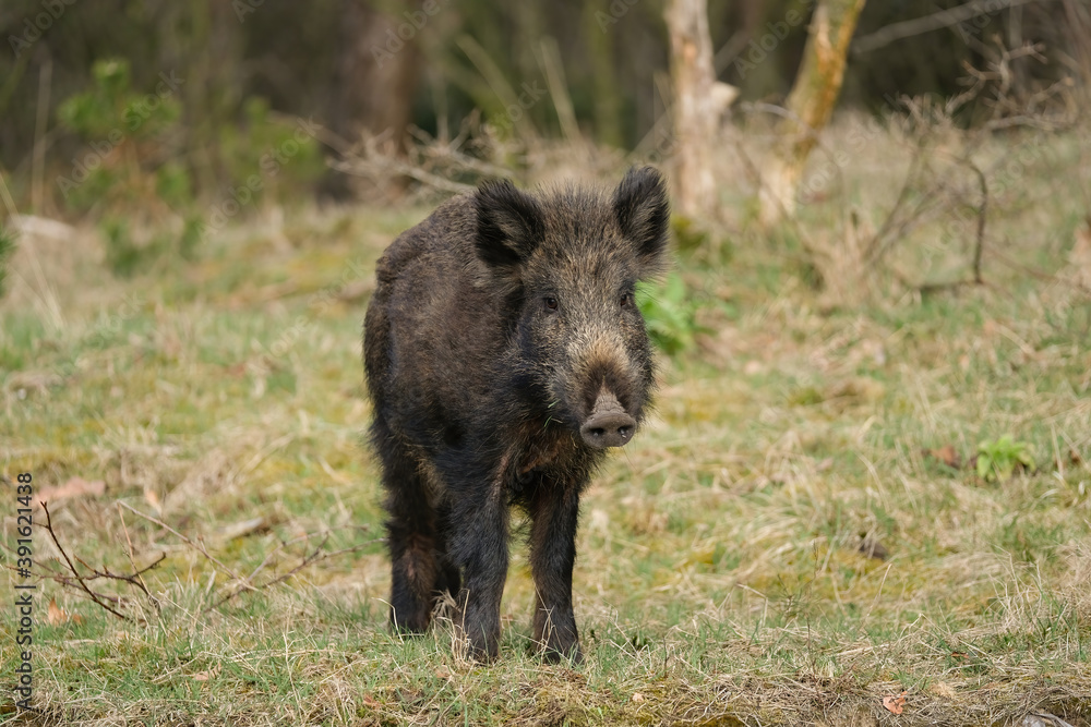 Wild boar, a cute funny piglet walking on grass, trees in backgound Wild boar, a cute funny piglet walking on grass, trees in backgound