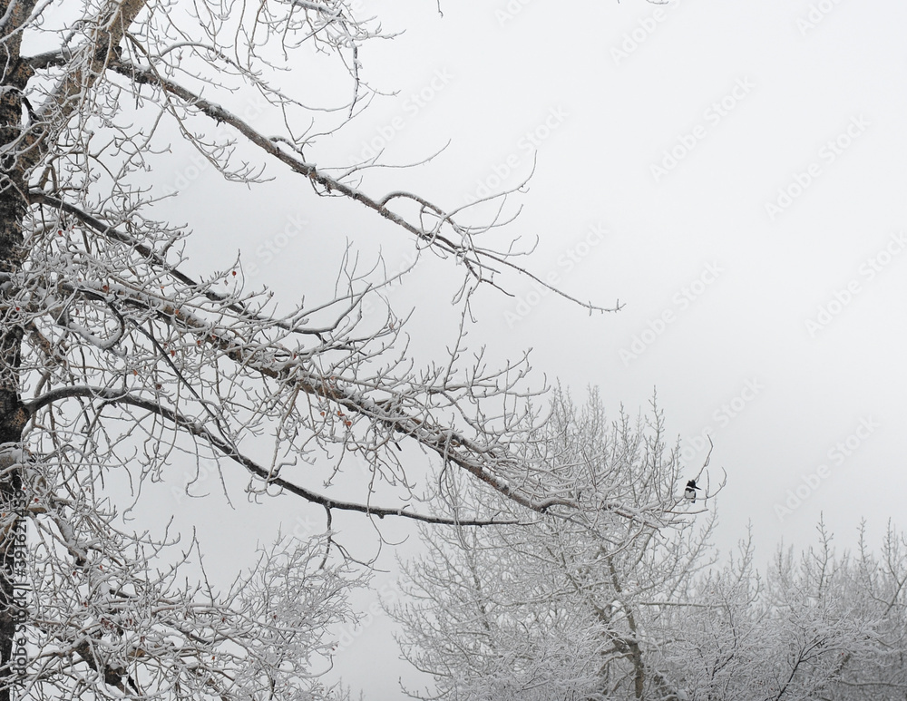 King fisher bird perching on snow covered branches during a misty frosted morning King fisher bird perching on snow covered branches during a misty frosted morning