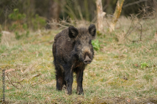 Wild boar, a cute funny piglet walking on grass, trees in backgound