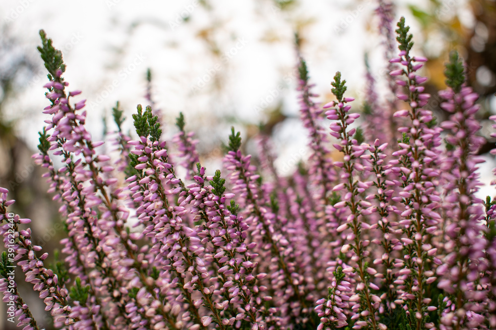 Fototapeta premium Beautiful vibrant purple / pink heather shrubs in the green cold autumn / fall garden