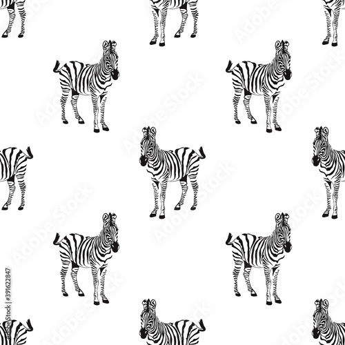 Seamless pattern with zebra isolated on white background.  Vector