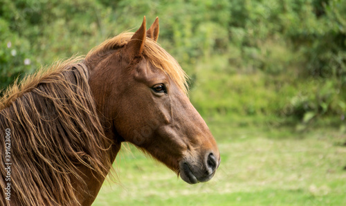 Cute horse in an ecological farm on a green and natural background with copy space