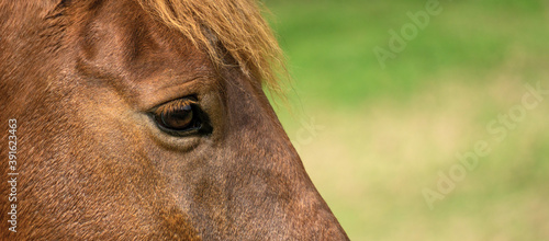 Closeup of the horse's head where you can see the eye of a brown equine with copy space