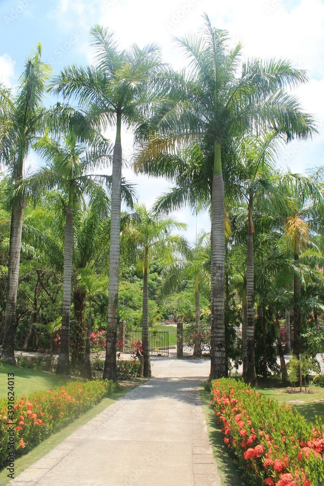 Obraz premium Palm trees in a garden
