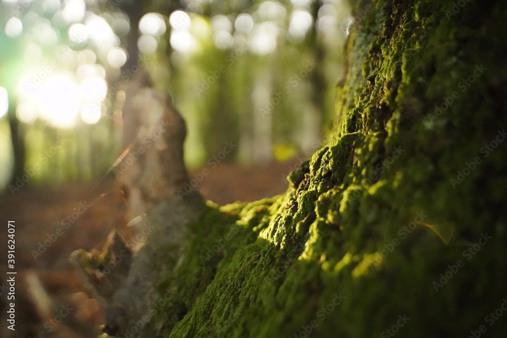 Fototapeta premium tree trunk close up