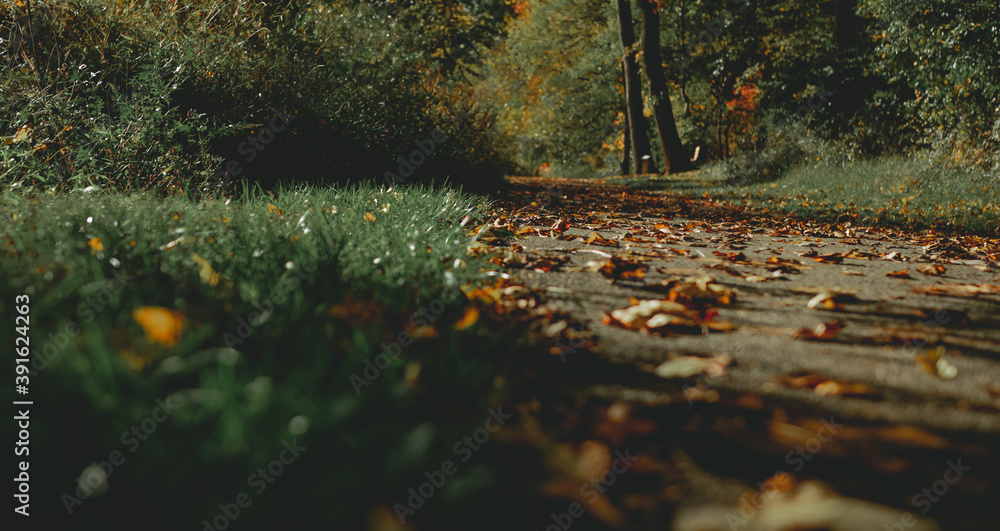 Fototapeta premium Fall Season in Maryland 2020