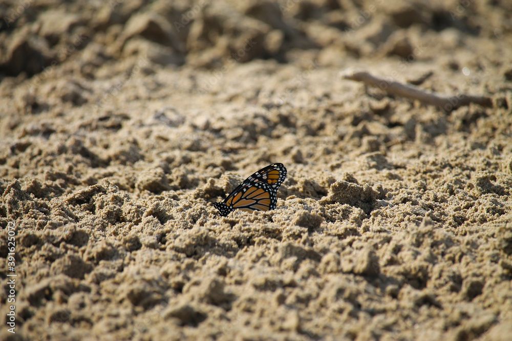 Monarch butterfly in the sand at Sauble Beach