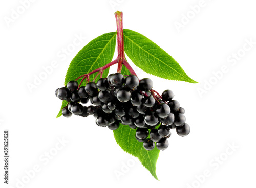 Elderberry or Elder (Sambucus) with Leaves. Isolated on White.