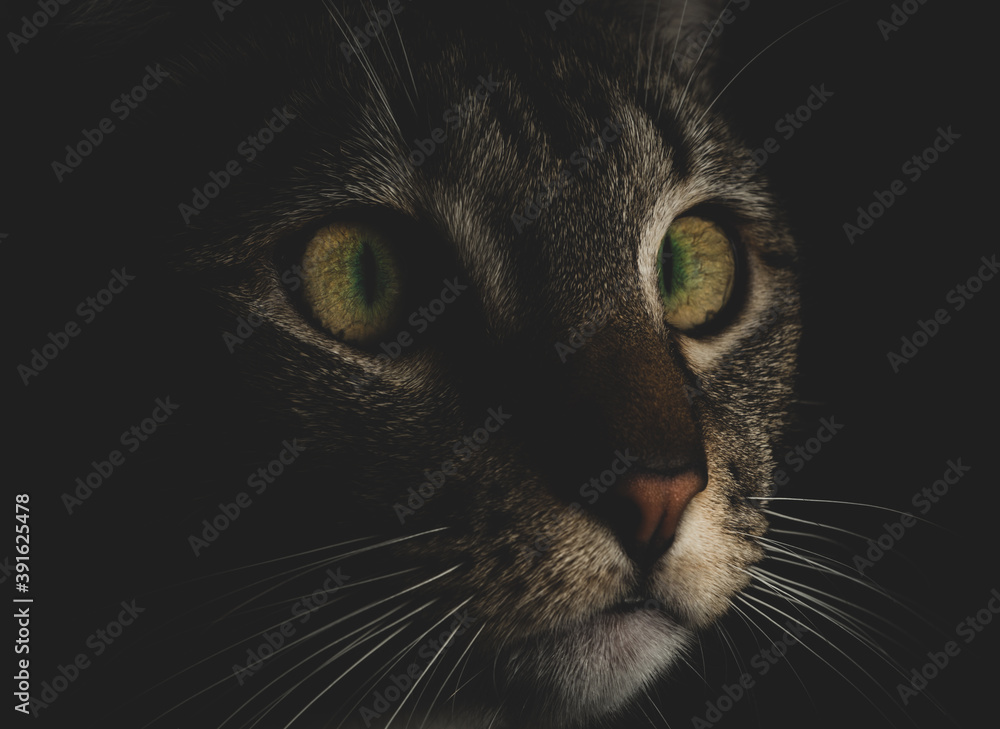 Beautiful Cat / Kitten Face macro close up