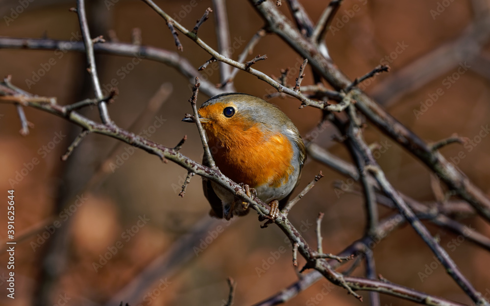Als einer unserer häufigsten Singvögel ist das Rotkehlchen als absoluter Sympathieträger prädestiniert für den Titel „Vogel des Jahres“. sitz auf einem Ast. Rotkehlchen,
Als einer unserer häufigsten Singvögel ist das Rotkehlchen als absoluter Sympathieträger prädestiniert für den Titel „Vogel des Jahres“. sitz auf einem Ast. Rotkehlchen,