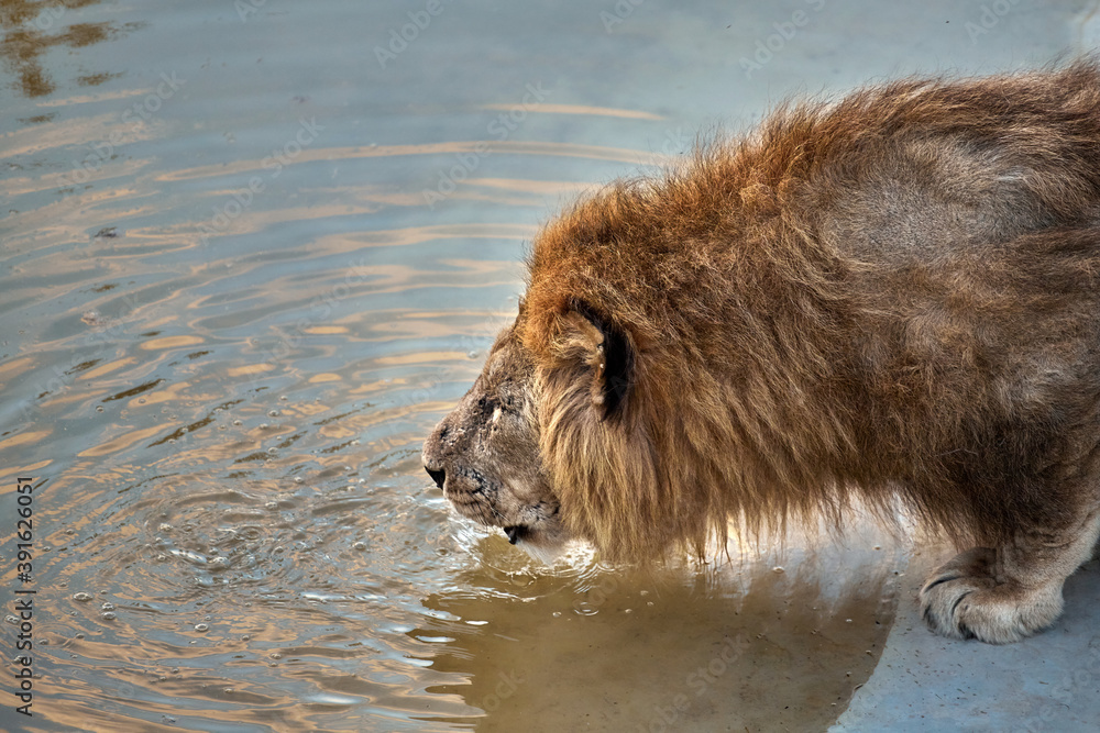 Lion drinks water from the pool at the zoo, close-up portrait Lion drinks water from the pool at the zoo, close-up portrait