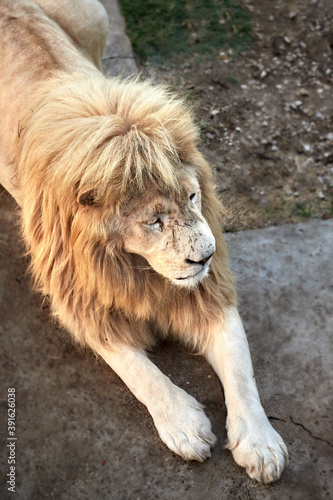 Beautiful lion in the savannah resting after hunting