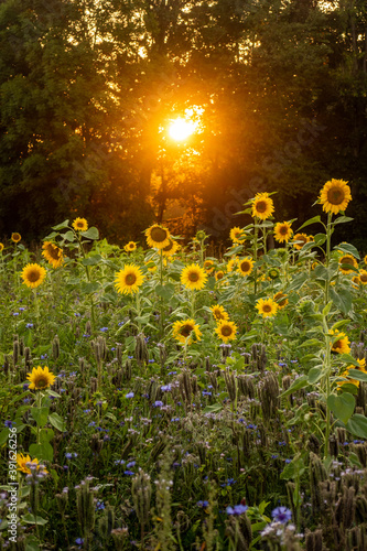 Sonnenblumenfeld im Abendlicht © Klaus Brauner