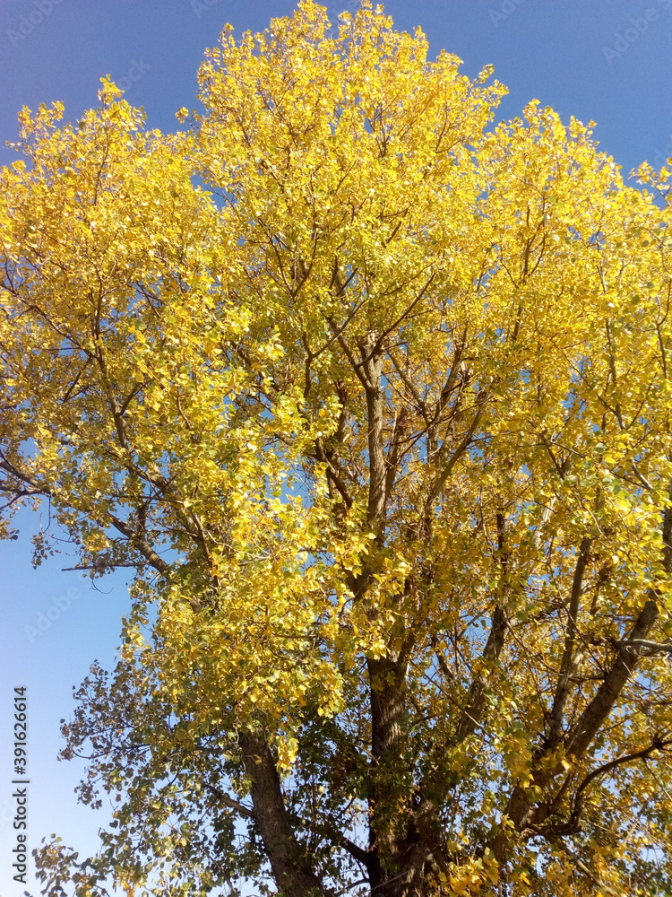 yellow autumn leaves yellow autumn leaves