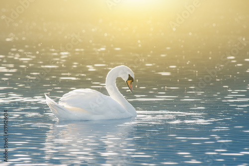 Ein Schwan sch  n und elegant morgens im Sonnenlicht