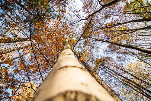 Birch trees facing the blue sky in the forest. Looking Up In The Birch Forest. Autumn colors.