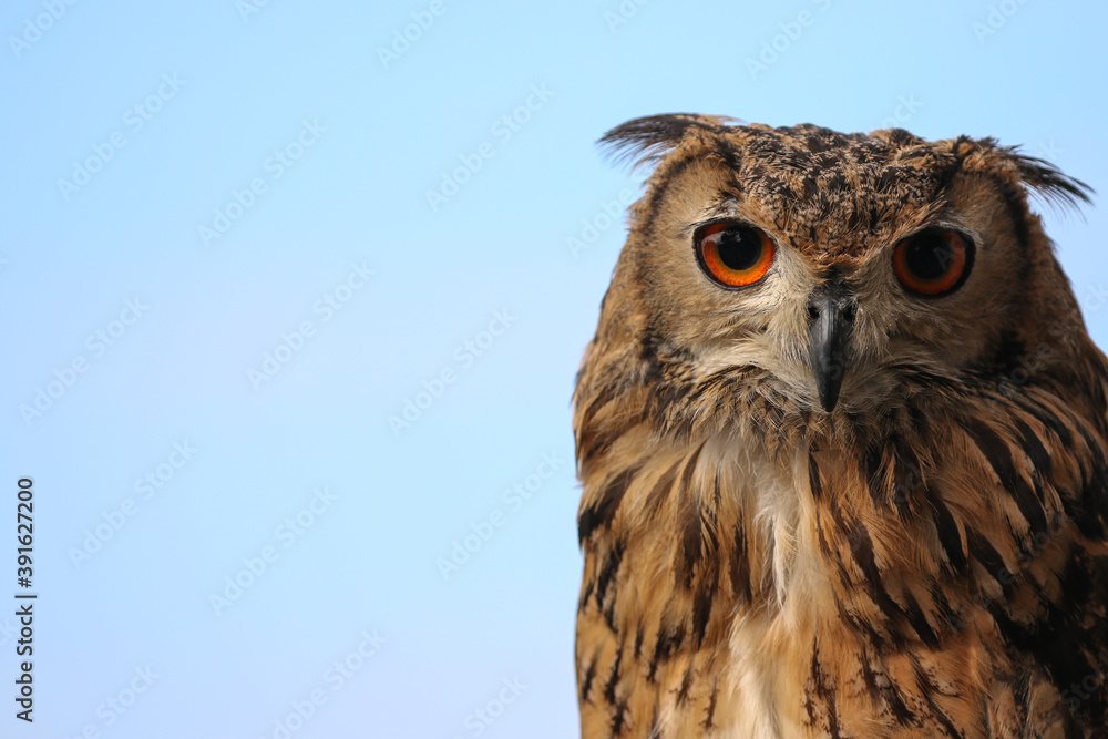 Fototapeta premium 森の哲学者フクロウ