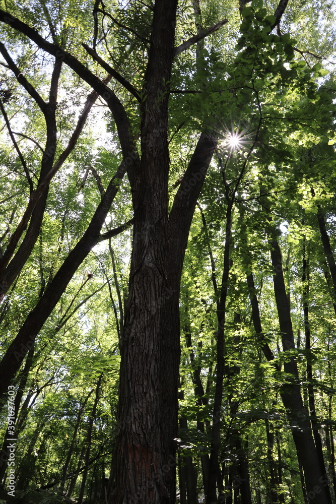 Obraz premium Sunlight breaking through the trees.