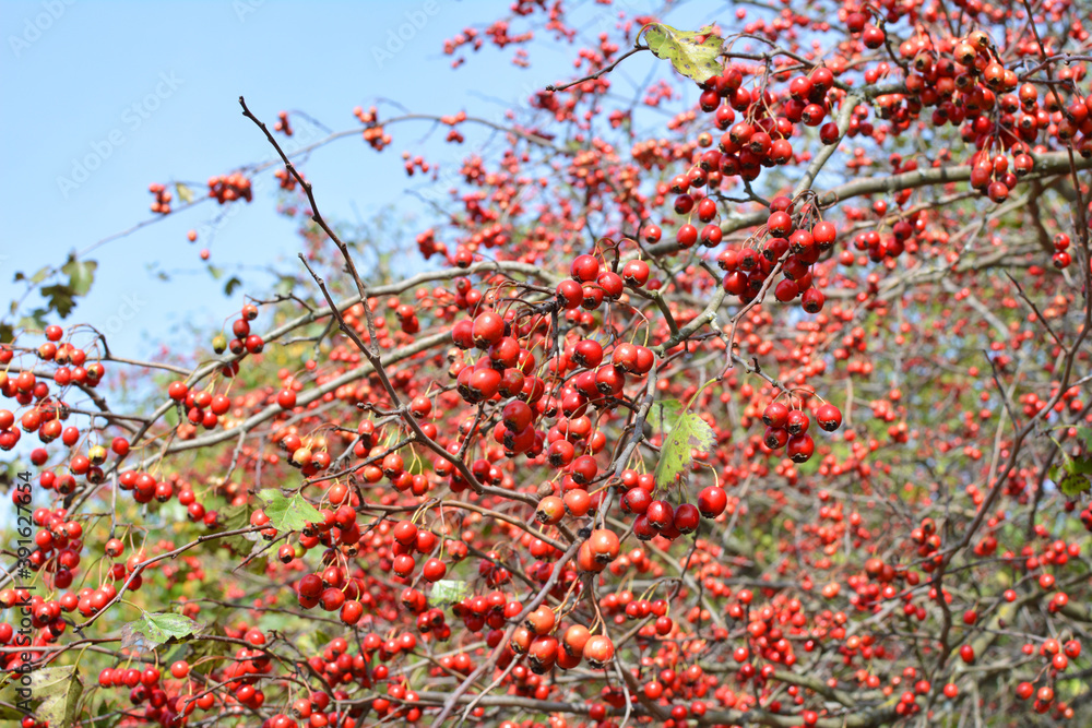 Ripened hawthorn berries Ripened hawthorn berries