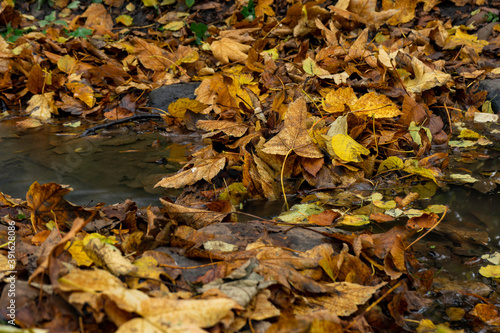  falling leaves from a tree flowing stream and stove in flowing clear water in autumn in the forest